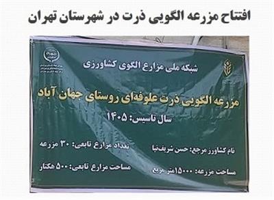 افتتاح مزرعه الگویی ذرت در شهرستان تهران
