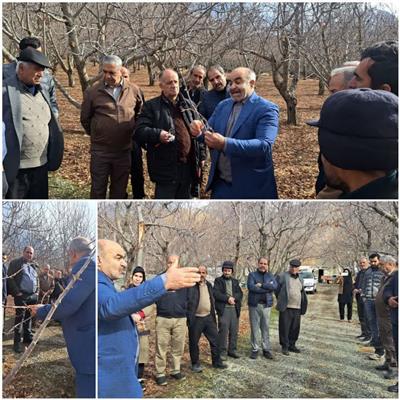 كارگاه آموزشی ترویجی هرس درختان میوه هسته دار در استان البرز